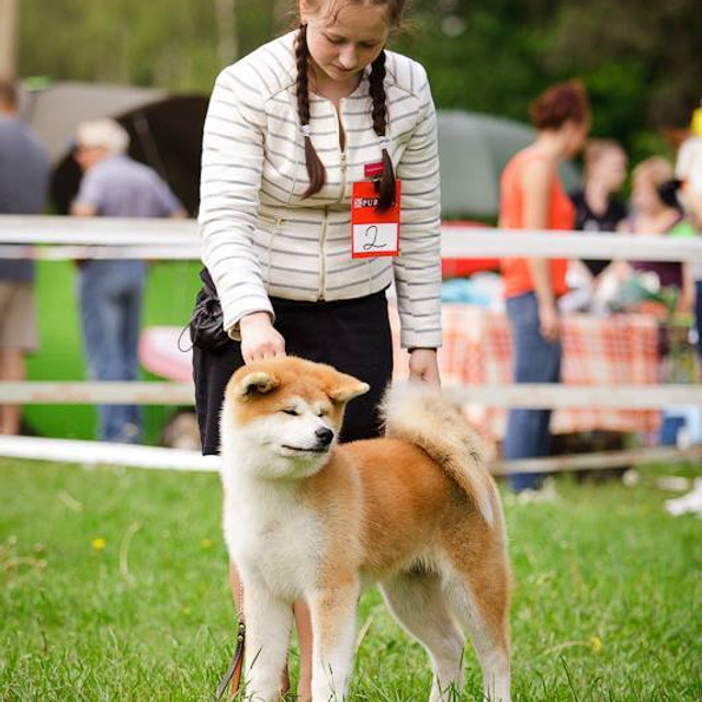 AIKEN SAGARIME SHIKI. SHIOMARU Питомник сиба и акита-ину