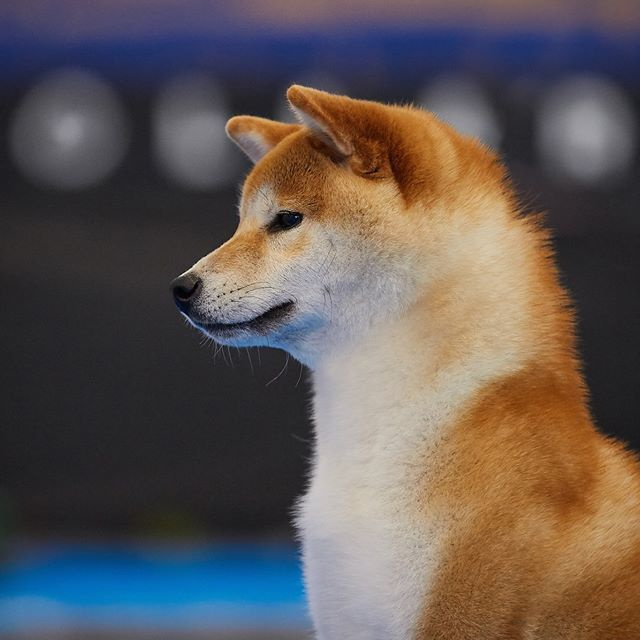 2019. SHIOMARU Shiba and Akita Inu Kennel
