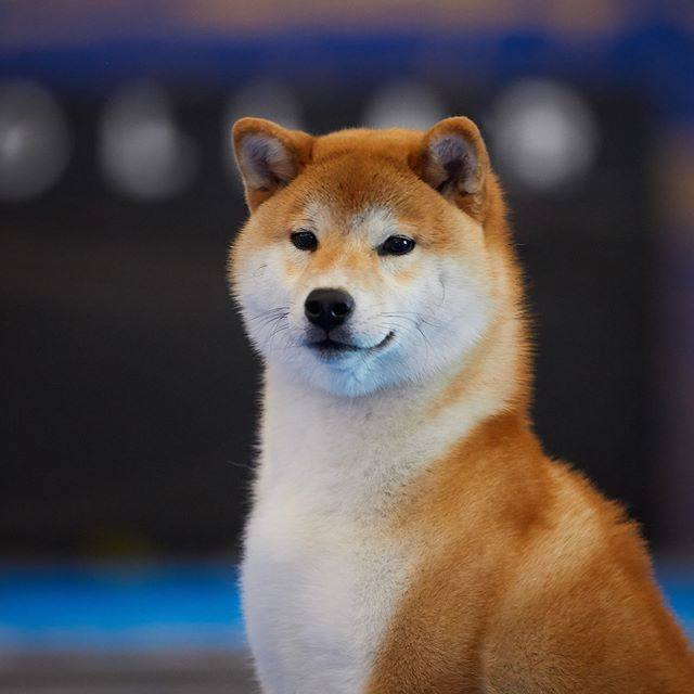 2019. SHIOMARU Shiba and Akita Inu Kennel