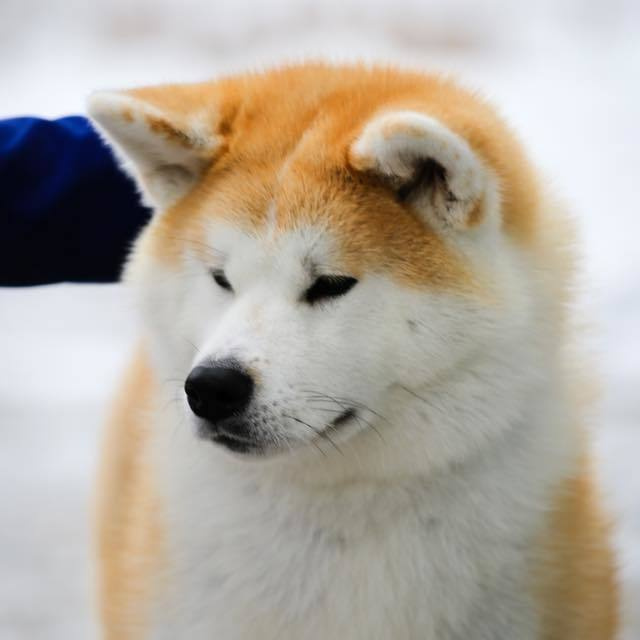 Выпускники питомника. SHIOMARU Питомник сиба и акита-ину