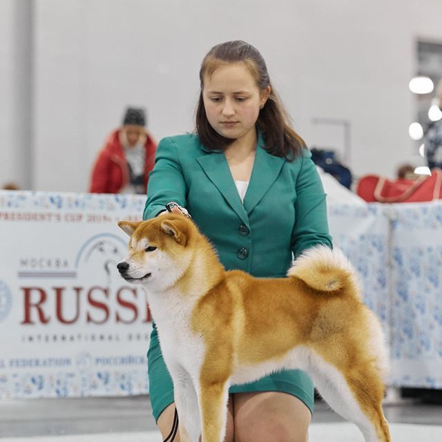 2019. SHIOMARU Shiba and Akita Inu Kennel