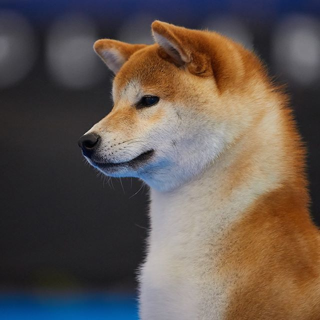 2019. SHIOMARU Shiba and Akita Inu Kennel