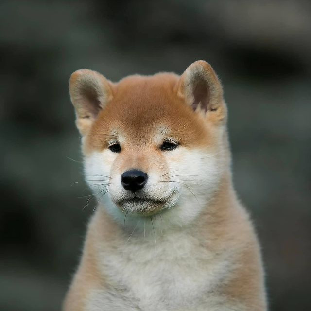 LITTER A. SHIOMARU Shiba and Akita Inu Kennel