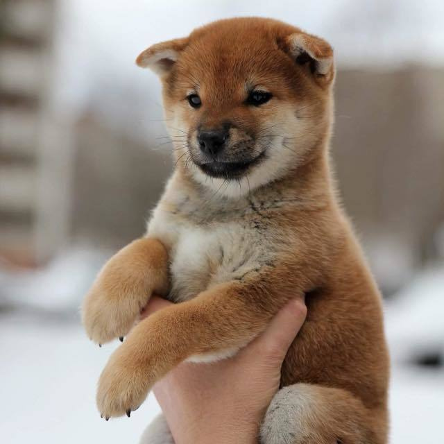 ПОМЕТ C. SHIOMARU Питомник сиба и акита-ину