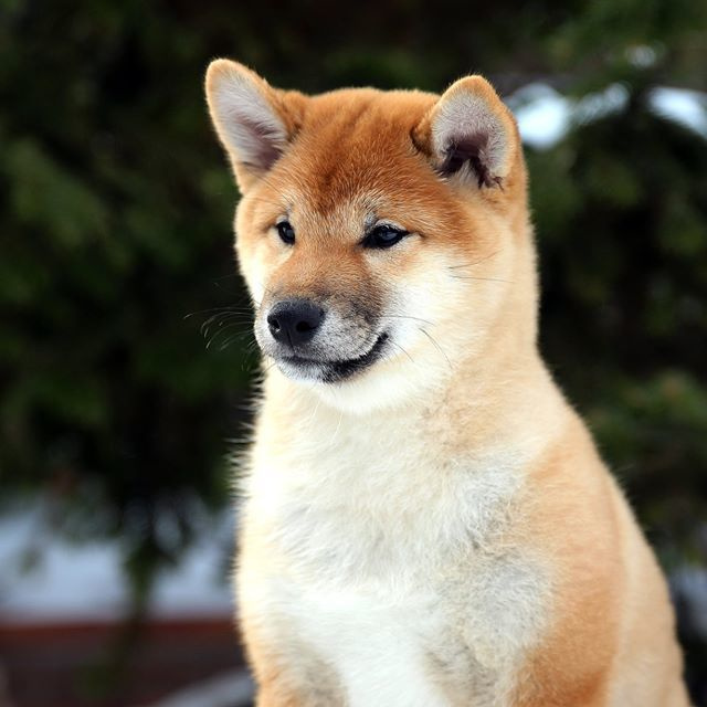 ПОМЕТ J. SHIOMARU Питомник сиба и акита-ину