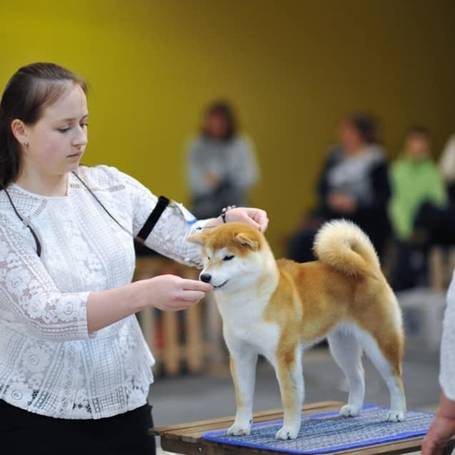 2019. SHIOMARU Shiba and Akita Inu Kennel