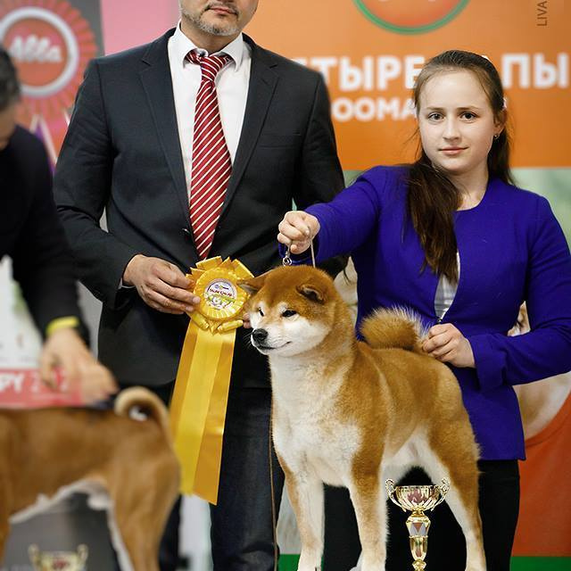 2019. SHIOMARU Shiba and Akita Inu Kennel