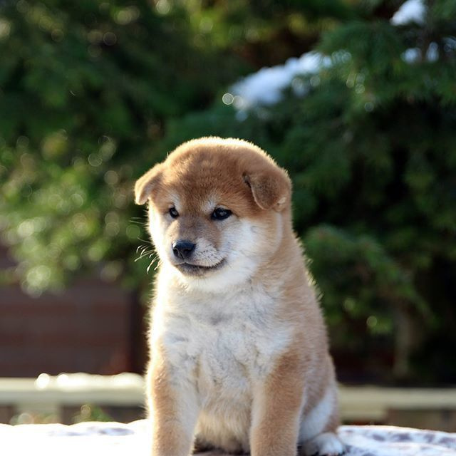 Litter L. SHIOMARU Shiba and Akita Inu Kennel