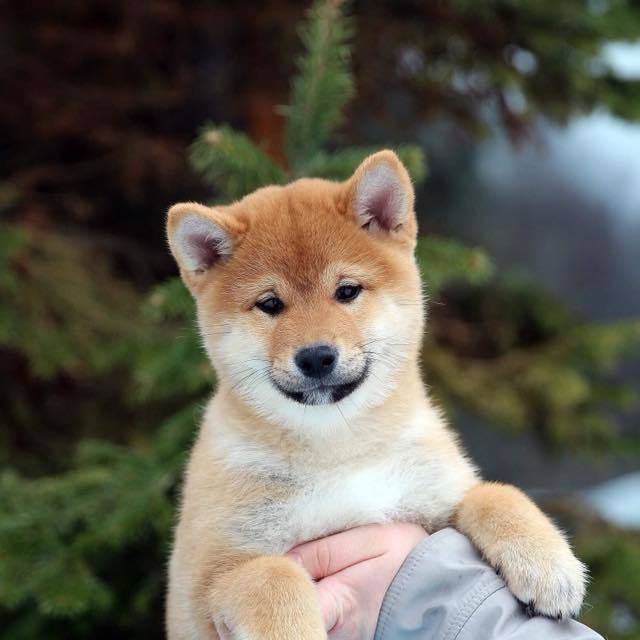 ПОМЕТ J. SHIOMARU Питомник сиба и акита-ину