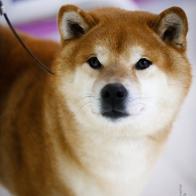 2019. SHIOMARU Shiba and Akita Inu Kennel