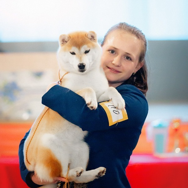 2019. SHIOMARU Shiba and Akita Inu Kennel