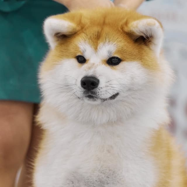 2019. SHIOMARU Shiba and Akita Inu Kennel