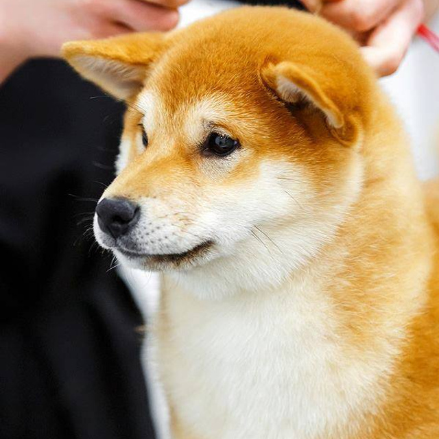 Выпускники питомника. SHIOMARU Питомник сиба и акита-ину