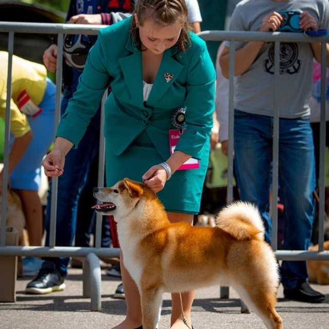 2019. SHIOMARU Shiba and Akita Inu Kennel