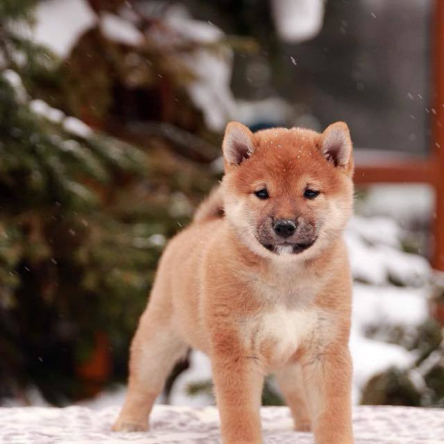 ПОМЕТ J. SHIOMARU Питомник сиба и акита-ину