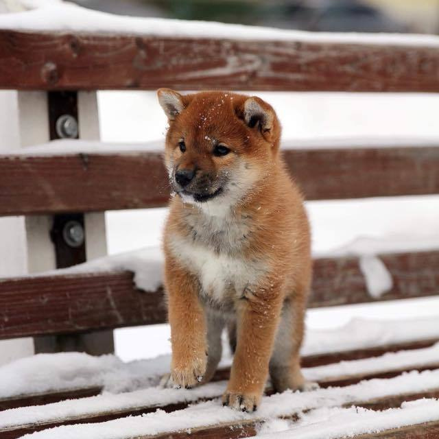 ПОМЕТ C. SHIOMARU Питомник сиба и акита-ину