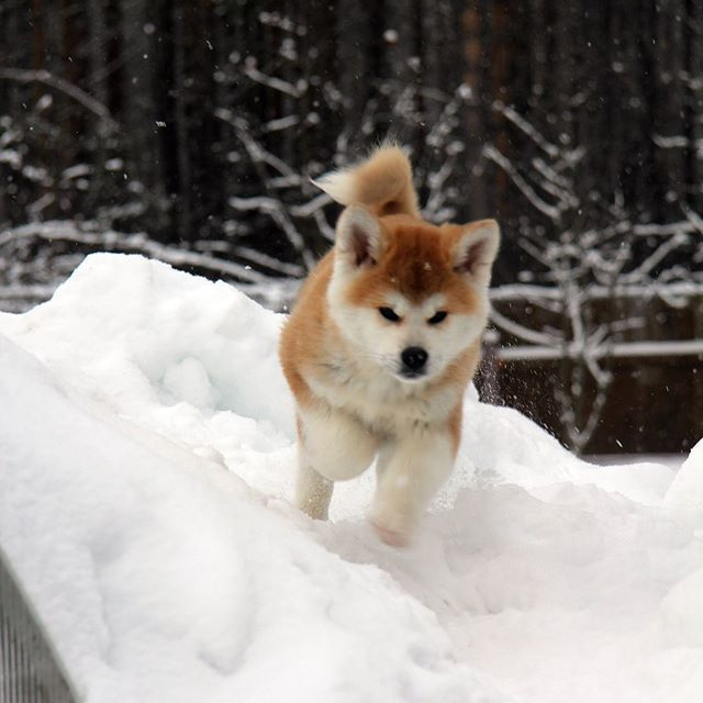 ПОМЕТ D. SHIOMARU Питомник сиба и акита-ину
