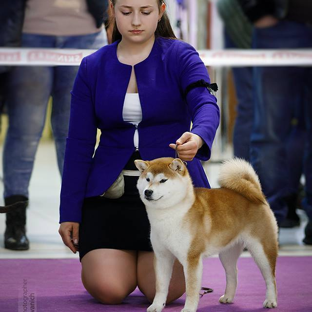 2019. SHIOMARU Shiba and Akita Inu Kennel