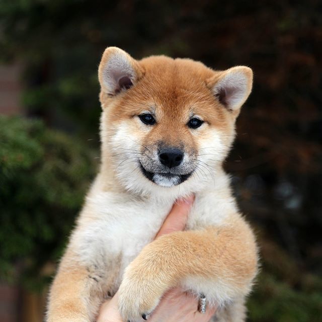 ПОМЕТ J. SHIOMARU Питомник сиба и акита-ину