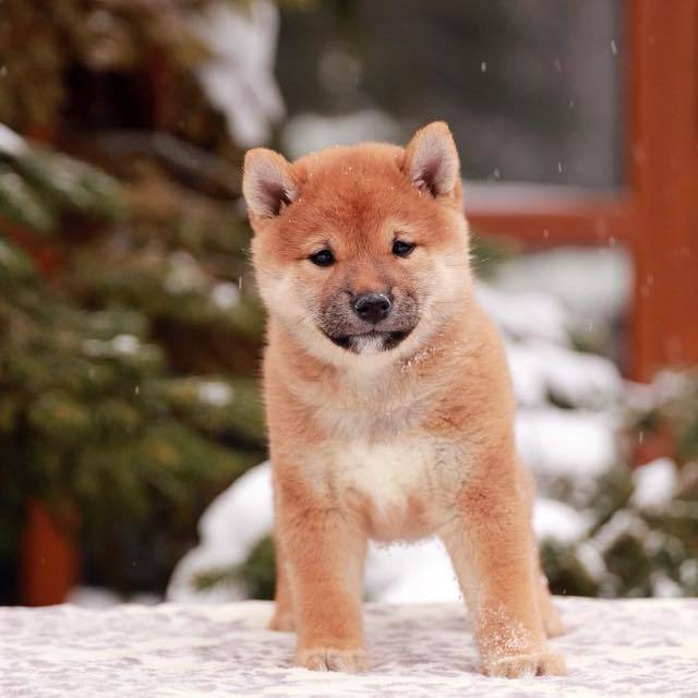 ПОМЕТ J. SHIOMARU Питомник сиба и акита-ину