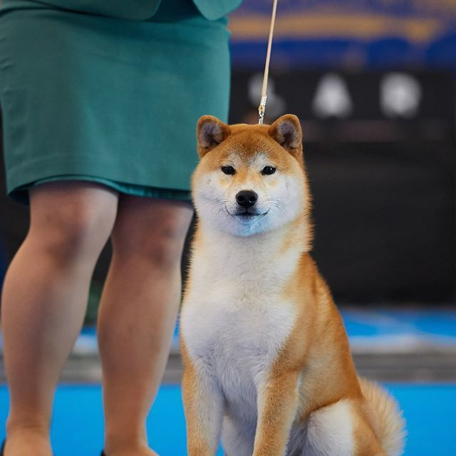 2019. SHIOMARU Shiba and Akita Inu Kennel