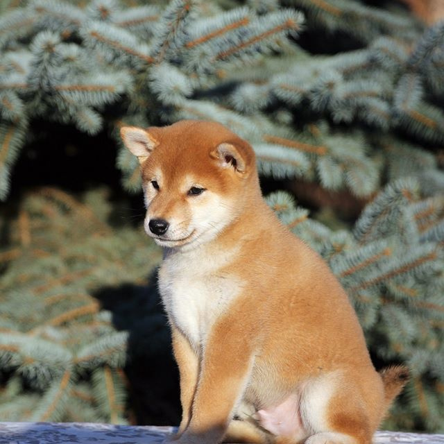 Litter L. SHIOMARU Shiba and Akita Inu Kennel