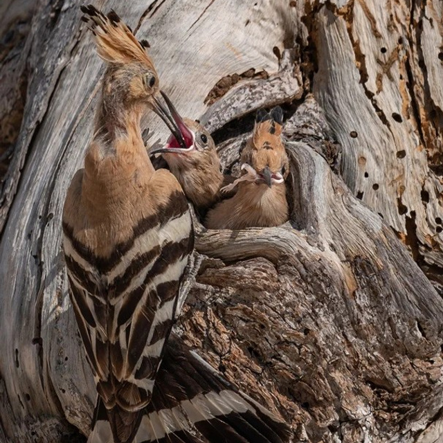 Профессиональный свадебный фотограф в Сочи для вашего идеального дня. Свадебный фотограф в Абхазии, Сухум, Гагра, Сочи
