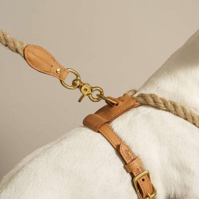 Предметное фото товаров для животных - игривые и стильные аксессуары для вашего пушистого друга.