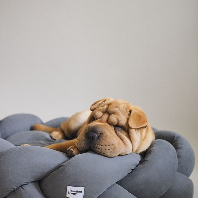 Предметное фото товаров для животных - забота и любовь к вашему питомцу в каждой детали.