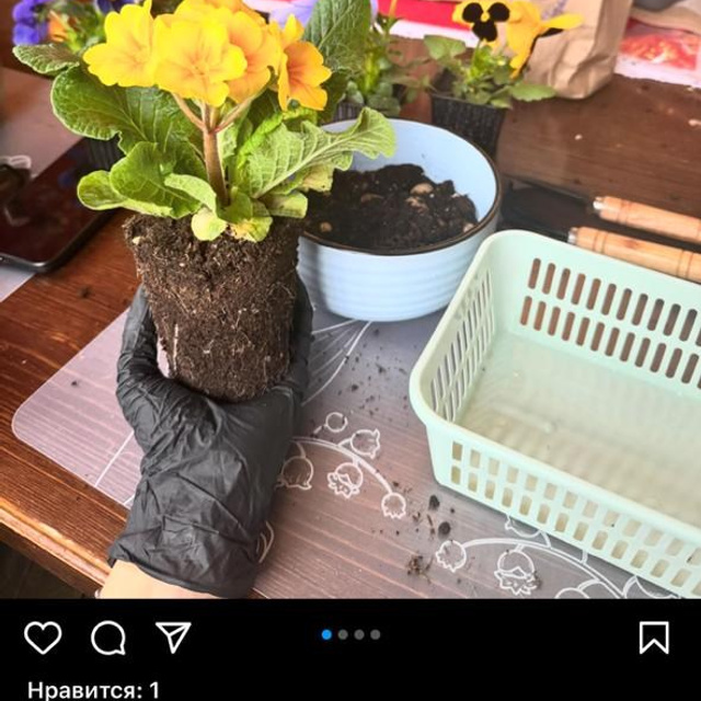 Отзывы. ЛЮБИМЫЕ ЦВЕТЫ