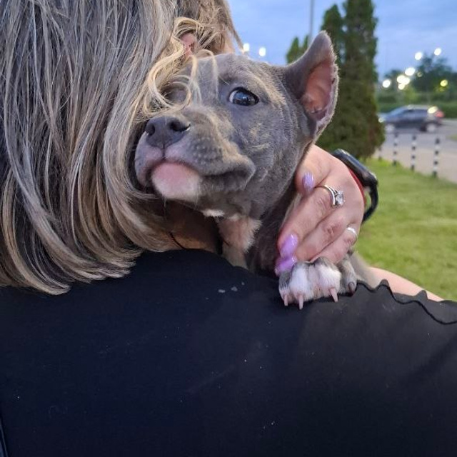 Отзывы. Питомник американских булли Bounty Pride Bully