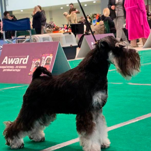 Зари/DELINSO BALANCE CZESARIA ZARI