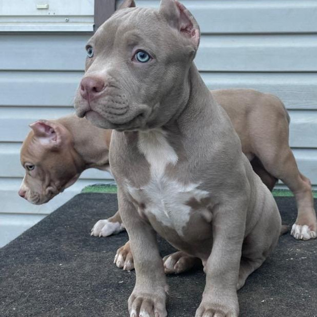 Фотогалерея. SANGRES FRESCA | Питомник американских булли в Московской области