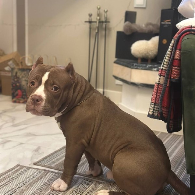 Фотогалерея. SANGRES FRESCA | Питомник американских булли в Москве и Московской области