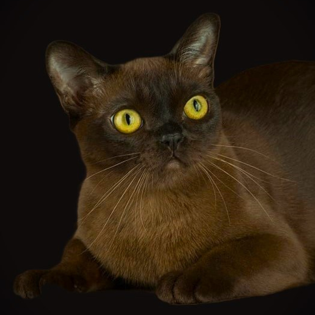 Lyuboburm's Arya Stark of Las Burmas