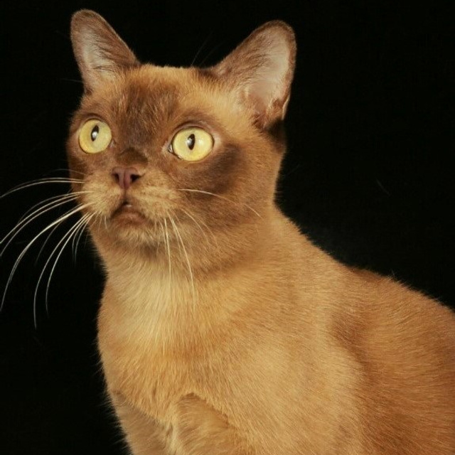 Las Burmas Barcelona