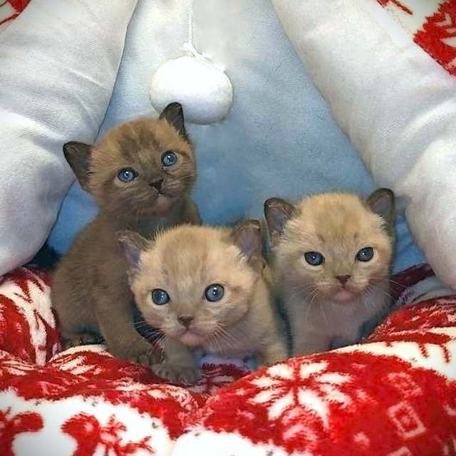 Котёнок американской бурмы. Las Burmas — питомник американской бурмы традиционных линий