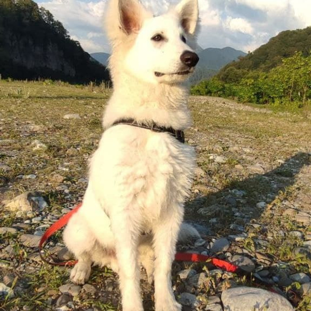 Отзывы. Питомник собак Westerly Wind Москва и МО