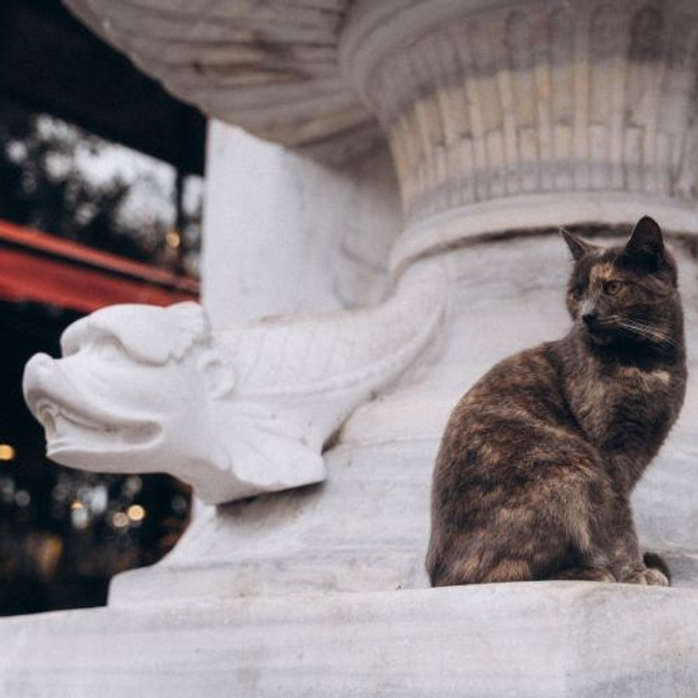 Дыхание Стамбула 🥨💔🐈. Anita_photo