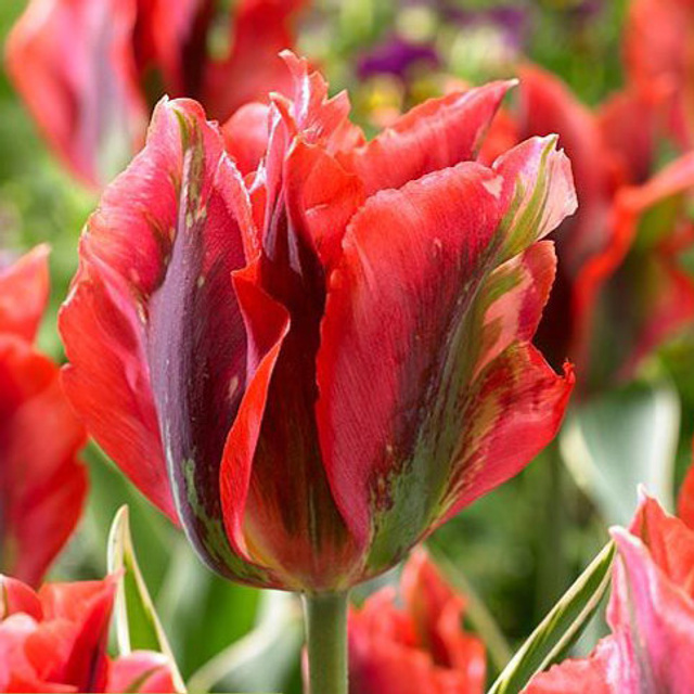 Отзывы. Детский и семейный фотограф в Москве Ульяна Федорова