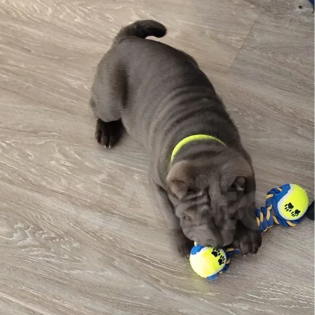 Отзывы. Питомник собак Иркутск