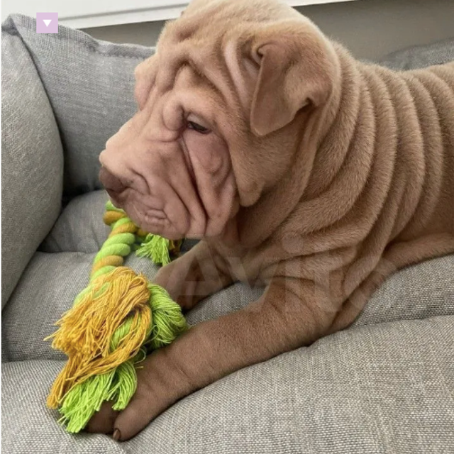 Отзывы. Питомник собак Иркутск