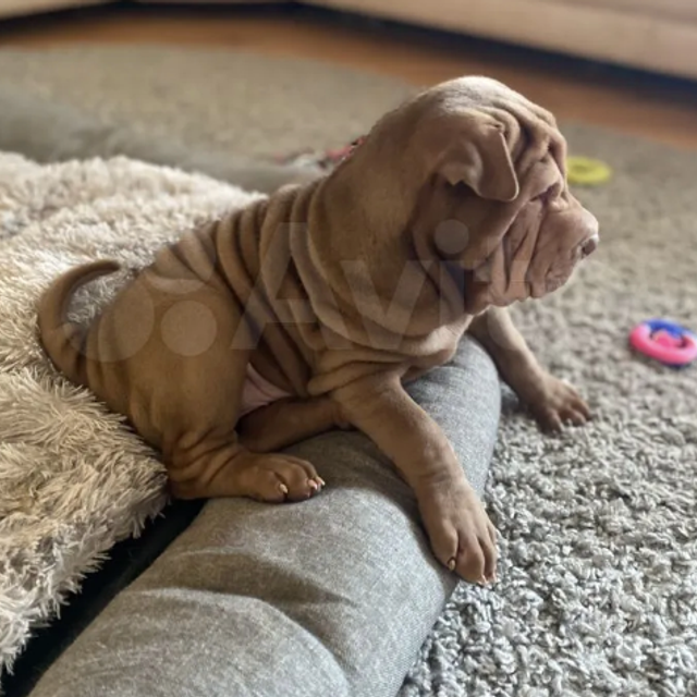 Отзывы. Питомник собак Иркутск