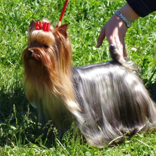 Chilitefei Duimovochka Vole'T Shou — Rus Ch.