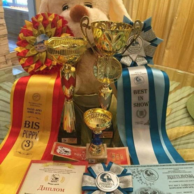 Фото галлерея американских булли. ПИТОМНИК СОБАК ПОРОДЫ АМЕРИКАНСКИЙ БУЛЛИ