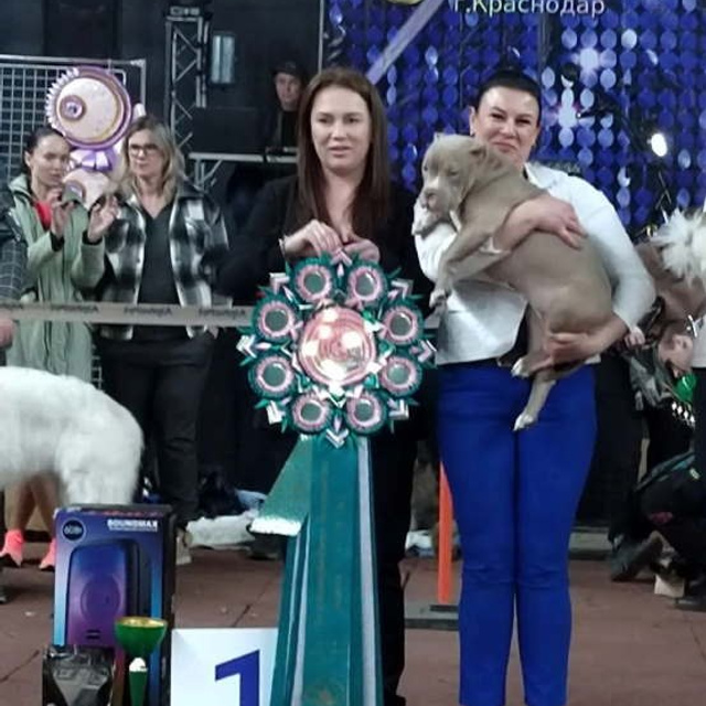 Фото галлерея американских булли. ПИТОМНИК СОБАК ПОРОДЫ АМЕРИКАНСКИЙ БУЛЛИ