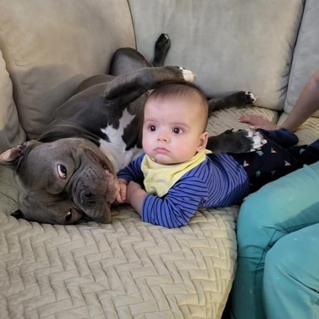 Фото галлерея американских булли. ПИТОМНИК СОБАК ПОРОДЫ АМЕРИКАНСКИЙ БУЛЛИ