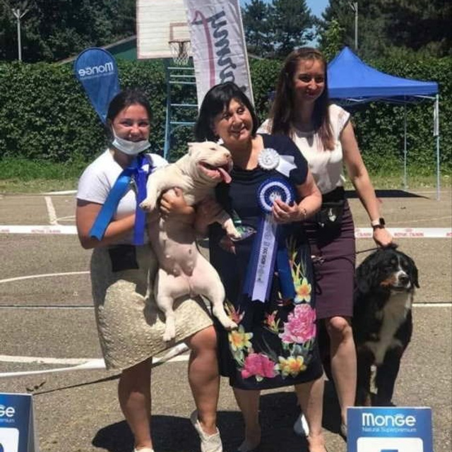 Фото галлерея американских булли. ПИТОМНИК СОБАК ПОРОДЫ АМЕРИКАНСКИЙ БУЛЛИ