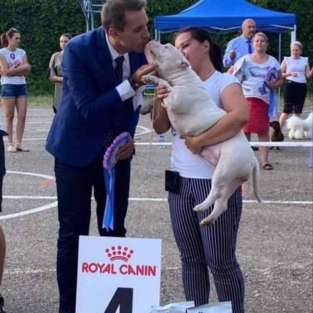 Фото галлерея американских булли. ПИТОМНИК СОБАК ПОРОДЫ АМЕРИКАНСКИЙ БУЛЛИ