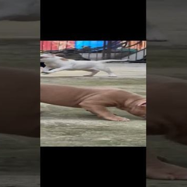 Видео галлерея американских булли. ПИТОМНИК СОБАК ПОРОДЫ АМЕРИКАНСКИЙ БУЛЛИ